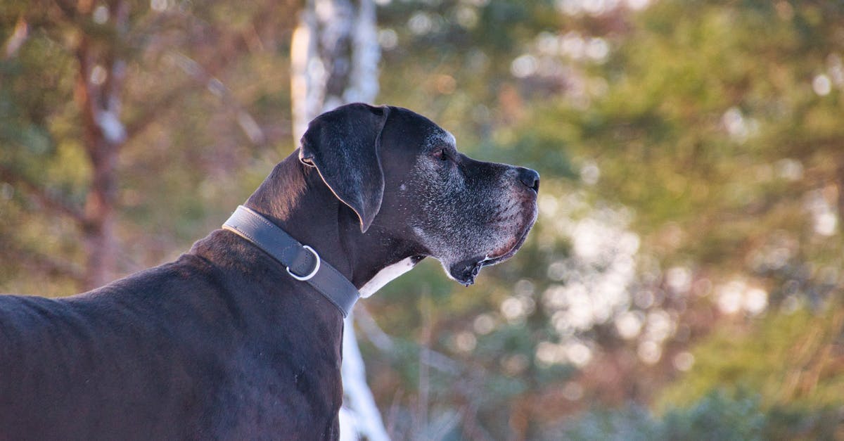 Best Collar for Great Dane: Top Picks for Comfort, Safety & Style for Your Gentle Giant