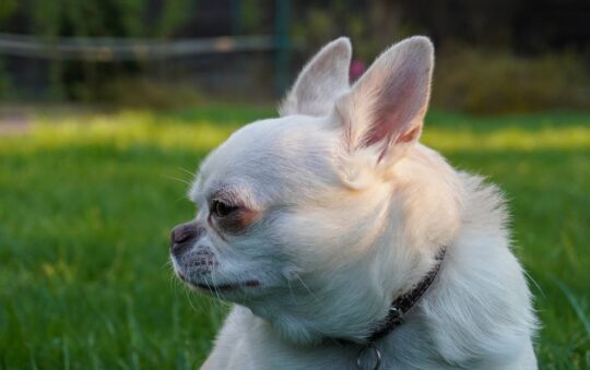 Top 10 Badass Dog Collars for Stylish Pups: Durable, Comfortable, and Full of Attitude