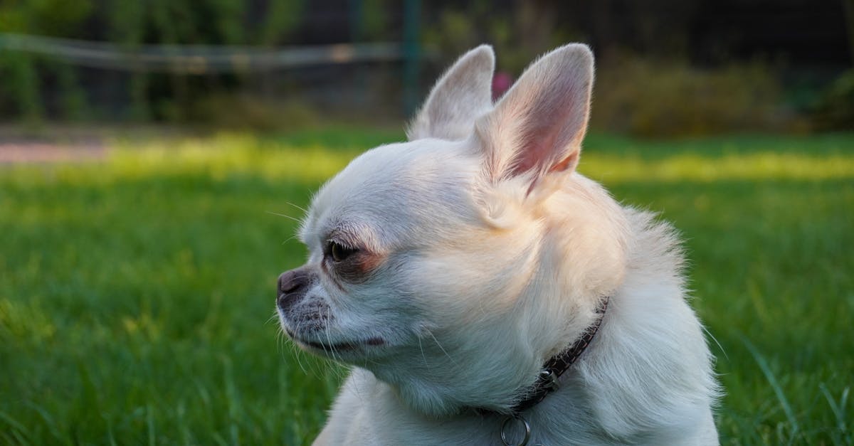 Top 10 Badass Dog Collars for Stylish Pups: Durable, Comfortable, and Full of Attitude