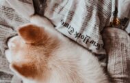 Best Dog Boots for Dragging Paws: Top Picks to Protect and Comfort Your Senior Dog