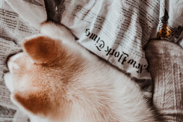 Best Dog Boots for Dragging Paws: Top Picks to Protect and Comfort Your Senior Dog