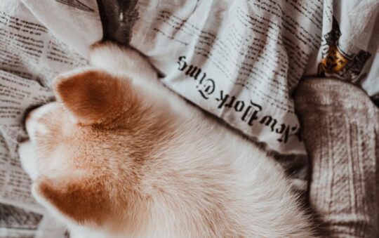 Best Dog Wagon: Top Picks for Stress-Free Outings & Happy Adventures With Your Pup