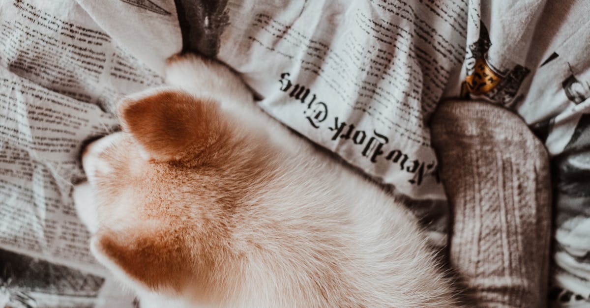 Best Dog Wagon: Top Picks for Stress-Free Outings & Happy Adventures With Your Pup