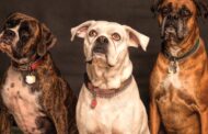 Black Walnut Pill for Dogs: Natural Deworming Benefits, Dosage, and Safety for Pet Owners