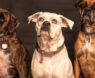 Black Walnut Pill for Dogs: Natural Deworming Benefits, Dosage, and Safety for Pet Owners