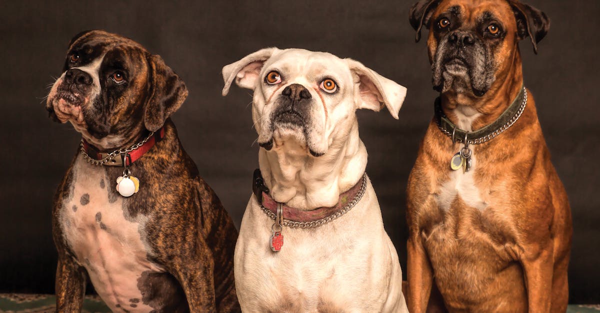 Black Walnut Pill for Dogs: Natural Deworming Benefits, Dosage, and Safety for Pet Owners
