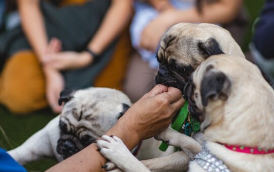 Cod Skin Treats for Dogs: Healthy, Crunchy, and Irresistible Snacks Your Pup Will Love