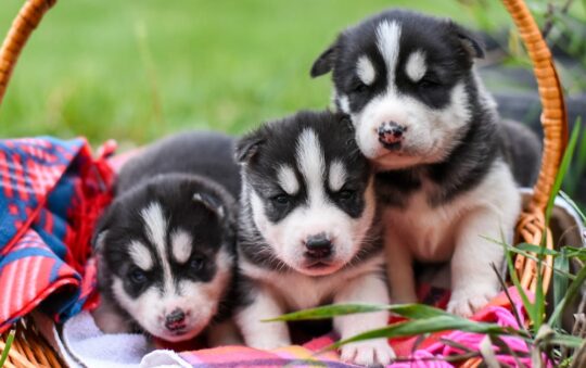 Baskets for Dogs: Cozy, Stylish, and Practical Picks for Your Pup’s Perfect Resting Spot