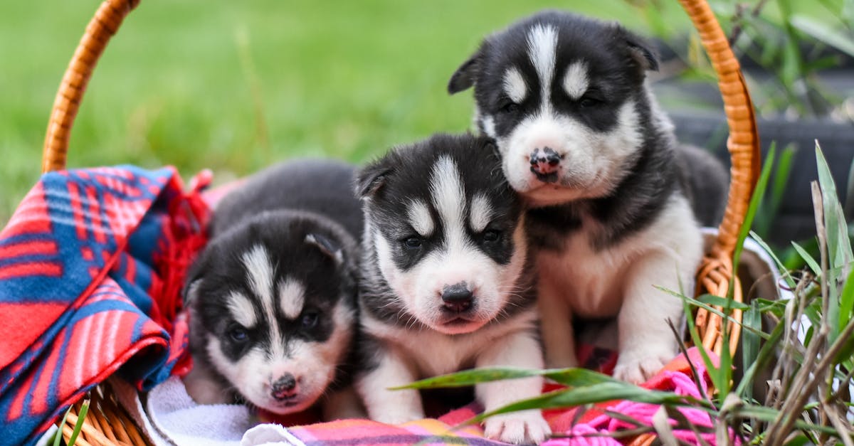 Baskets for Dogs: Cozy, Stylish, and Practical Picks for Your Pup’s Perfect Resting Spot