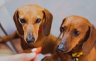 Best Dog Collars for Dachshunds: Top Picks for Comfort, Safety, and Style