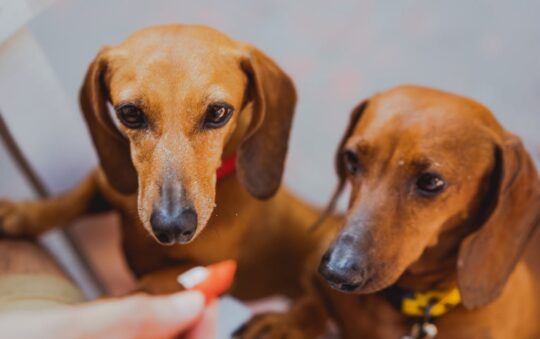 Best Dog Collars for Dachshunds: Top Picks for Comfort, Safety, and Style