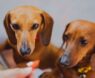 Best Dog Collars for Dachshunds: Top Picks for Comfort, Safety, and Style