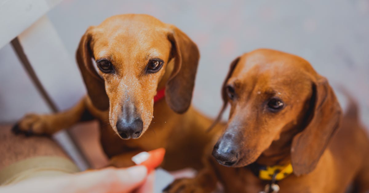 Best Carriers for Dachshunds: Safe, Comfortable, and Easy Travel Solutions for Your Long Pup