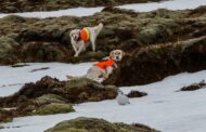 Unlock Your Dog’s Potential: Best Bird Bags for Dog Training and Retriever Handlers