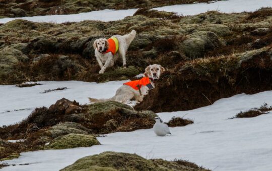 Unlock Your Dog’s Potential: Best Bird Bags for Dog Training and Retriever Handlers