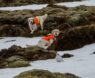 Unlock Your Dog’s Potential: Best Bird Bags for Dog Training and Retriever Handlers