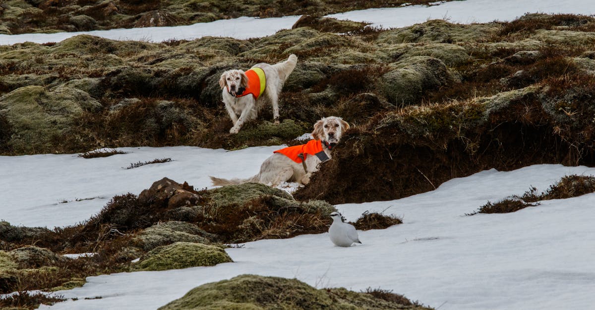 Unlock Your Dog’s Potential: Best Bird Bags for Dog Training and Retriever Handlers