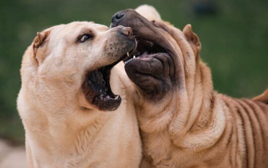 Best Homeopathy for Dogs Itchy Skin: Natural Relief for Your Dog’s Itching and Allergies