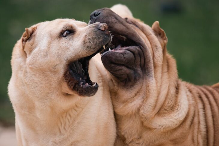 Best Homeopathy for Dogs Itchy Skin: Natural Relief for Your Dog’s Itching and Allergies