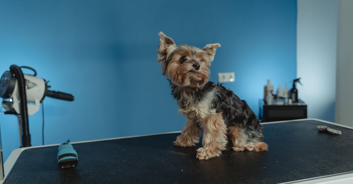Why an Adjustable Dog Grooming Table Is a Game Changer for Home Groomers and Pet Owners