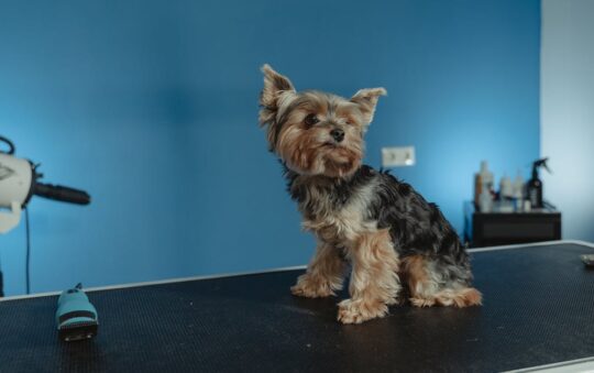 Best Cage Dryer for Dog Grooming: Top Picks for Faster, Stress-Free Pet Drying