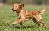 What Makes Cocker Spaniels High-Energy Dogs?