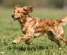 What Makes Cocker Spaniels High-Energy Dogs?