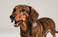 What Causes Aggressive Behavior in Dachshunds?