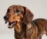 What Causes Aggressive Behavior in Dachshunds?