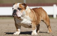 Why Were English Bulldogs Bred?