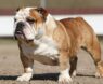 Why Were English Bulldogs Bred?