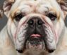 Genetic Health Issues English Bulldogs Have