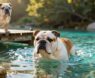 English Bulldogs and Water Swimming Guide