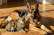How Do German Shepherds and Cats Get Along Together?