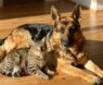 How Do German Shepherds and Cats Get Along Together?