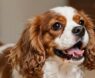 Do Cavalier King Charles Spaniels Bark a Lot?