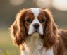 How Long Do Cavalier King Charles Spaniels Live?