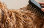 Are Cavalier King Charles Spaniels Hypoallergenic?