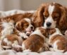 How Many Puppies Do Cavalier King Charles Spaniels Have?