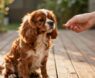 Training Your Cavalier King Charles Spaniel: An Easy Beginner’s Guide