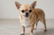 What Makes Chihuahuas Aggressive?