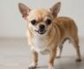 What Makes Chihuahuas Aggressive?