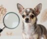 10 Common Health Issues in Chihuahuas