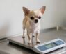 How Much Do Chihuahuas Weigh?