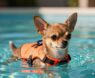 Chihuahuas and Swimming: What You Need to Know