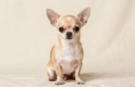 Chihuahuas: Good Dogs for Beginners