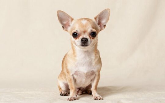 Chihuahuas: Good Dogs for Beginners