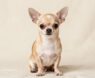Chihuahuas: Good Dogs for Beginners