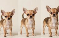 When Do Chihuahuas Stop Growing?