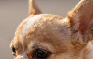 Are Chihuahuas Hypoallergenic?